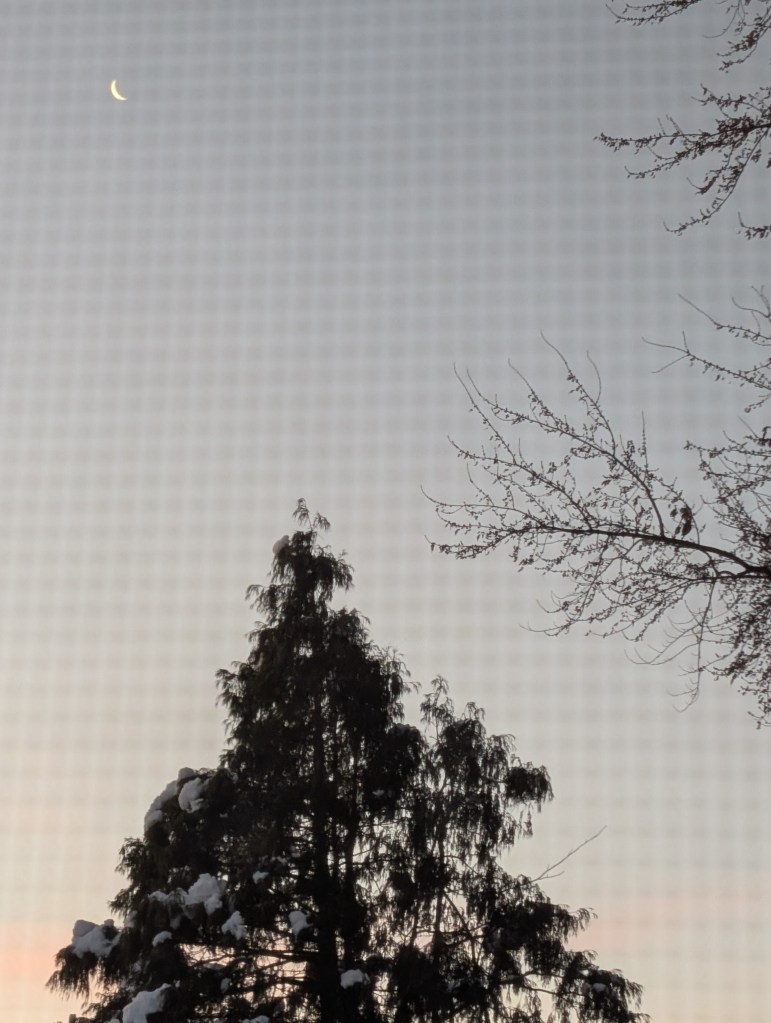 Image through a window screen of an evergreen covered in snow and a crescent moon at sunrise